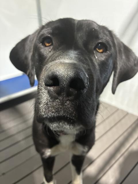 Bonnie