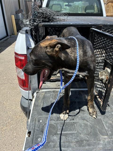 Adoptable Dog