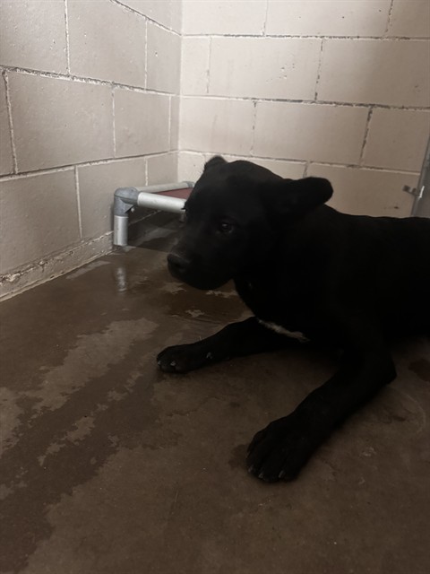 Adoptable Dog
