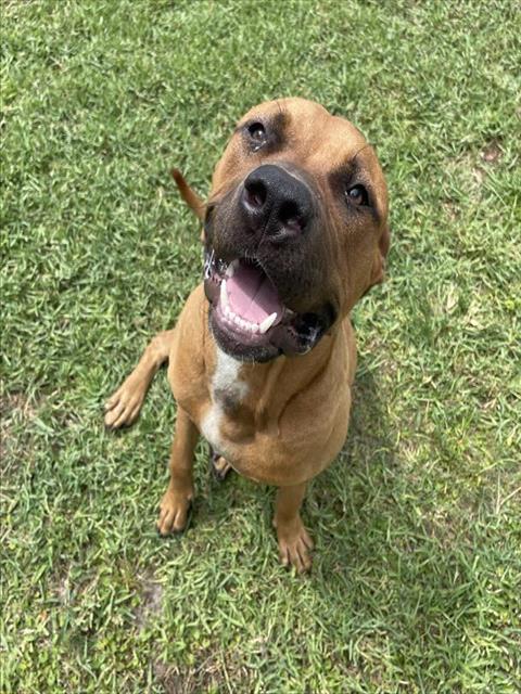 Adoptable Dog