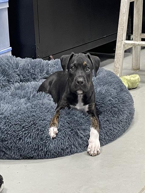 Adoptable Dog