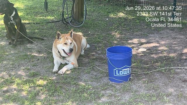 Adoptable Dog