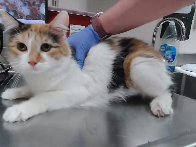 Adoptable Cat