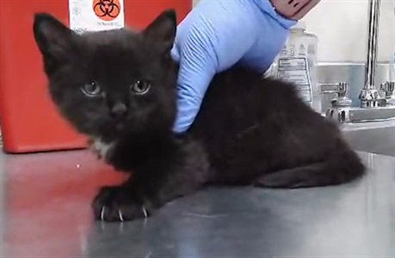 Adoptable Cat