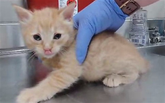Adoptable Cat