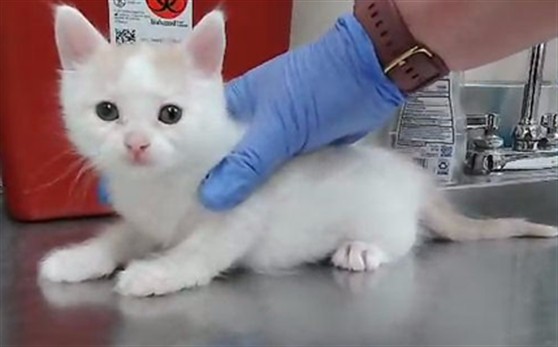 Adoptable Cat