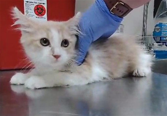 Adoptable Cat