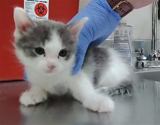 Adoptable Cat