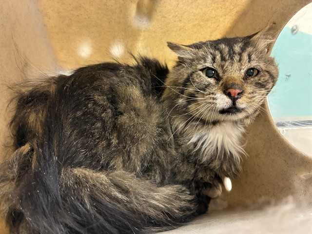 Adoptable Cat