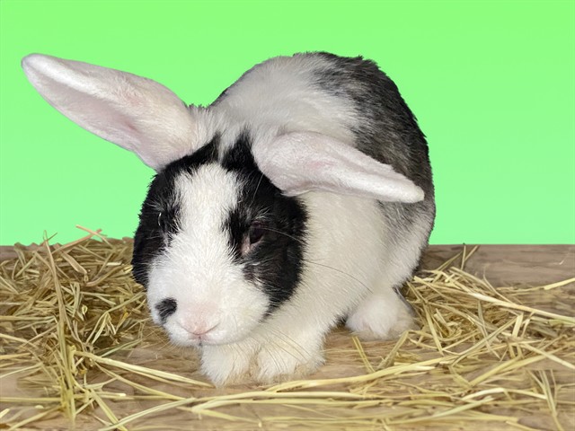 Stray Rabbit