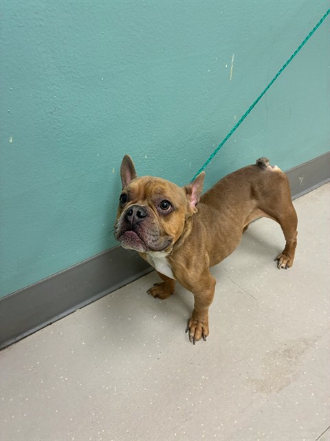 Adoptable Dog