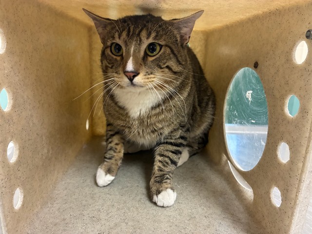 Adoptable Cat