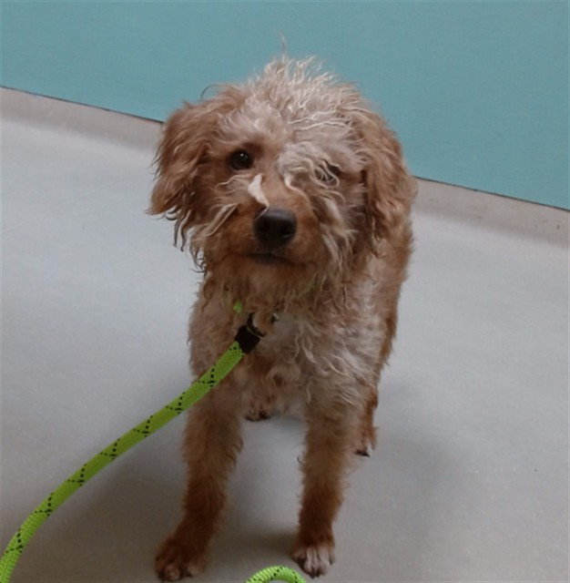Adoptable Dog