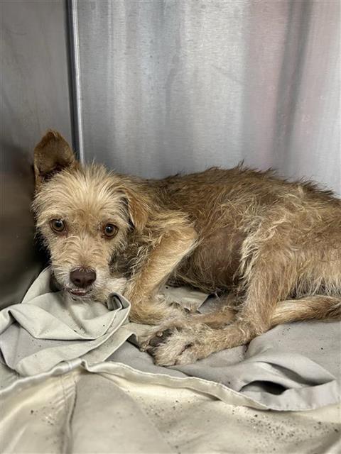 Adoptable Dog