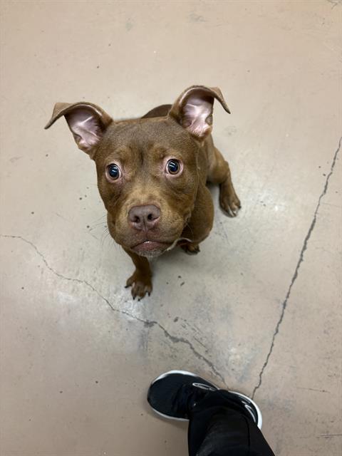 Bonnie