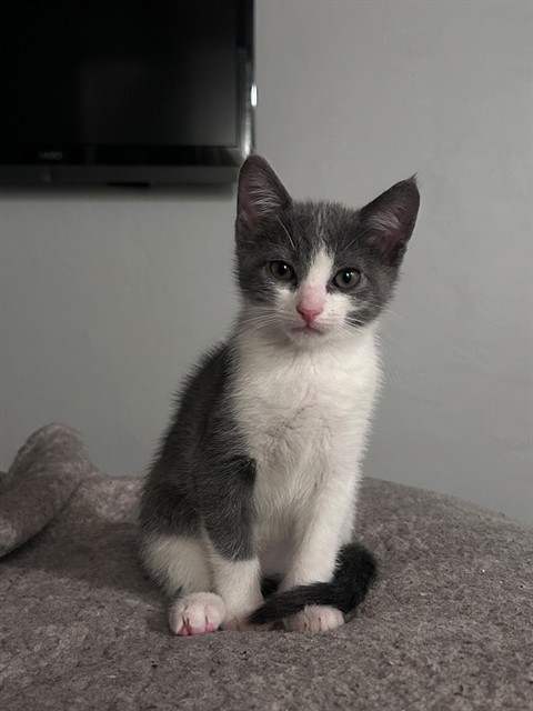 Mochi