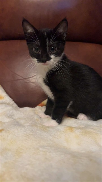 Pepper
