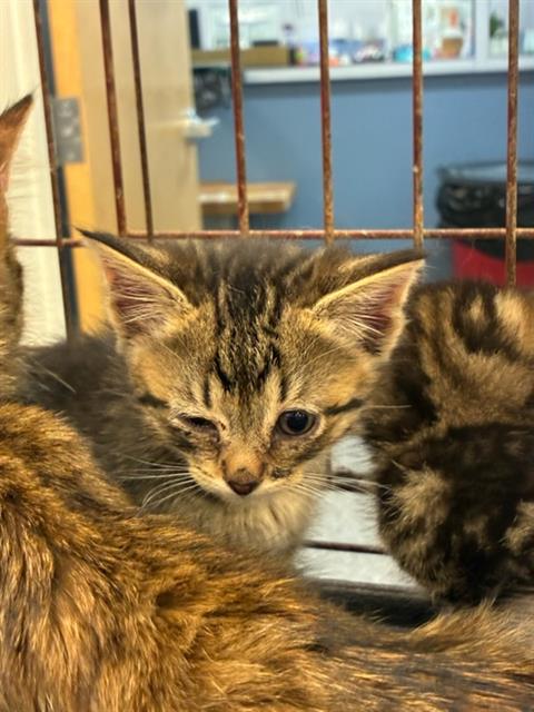 Adoptable Cat