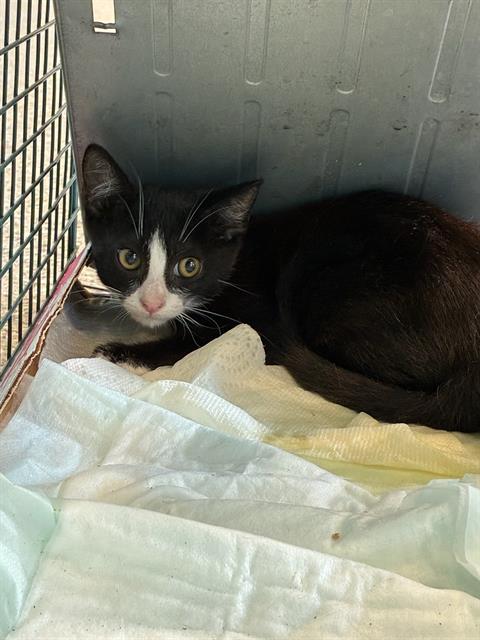 Adoptable Cat