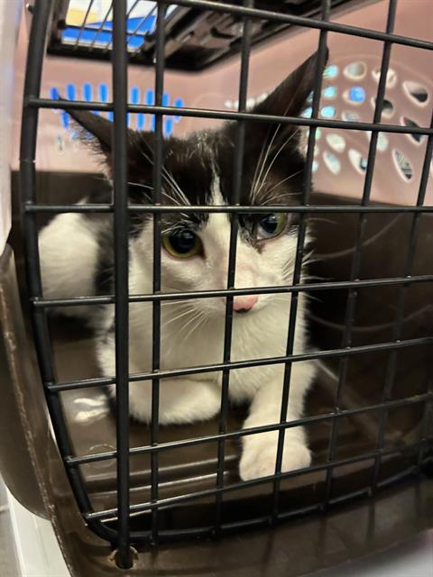 Adoptable Cat