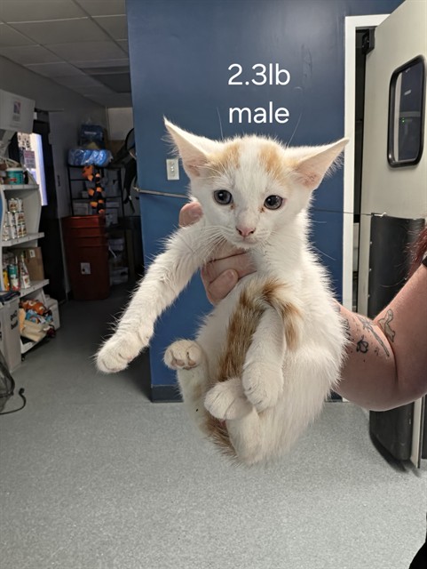 Adoptable Cat