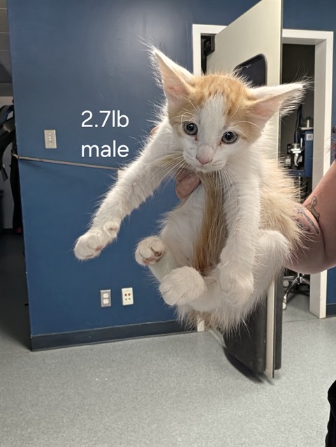 Adoptable Cat