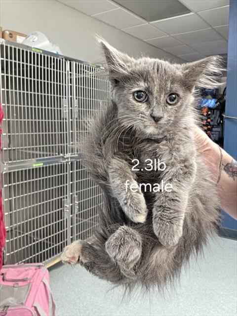 Adoptable Cat