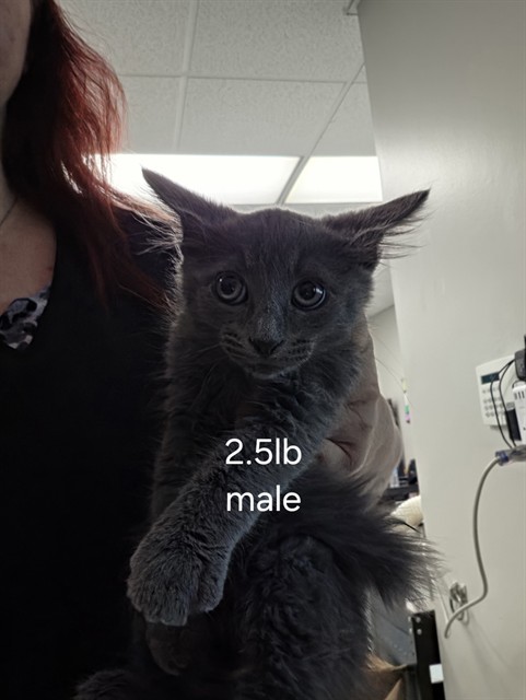 Adoptable Cat