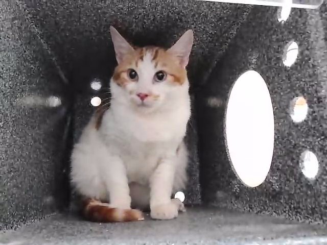 Adoptable Cat