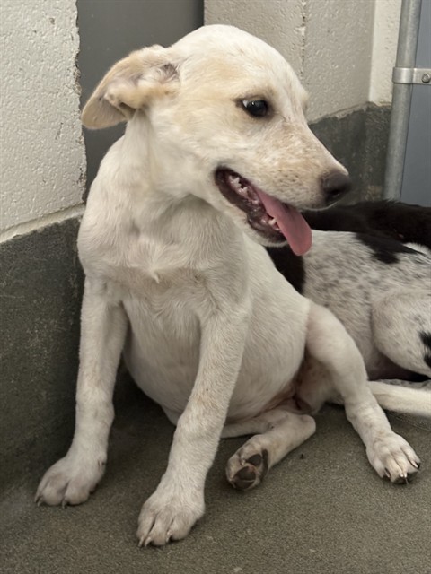 Adoptable Dog