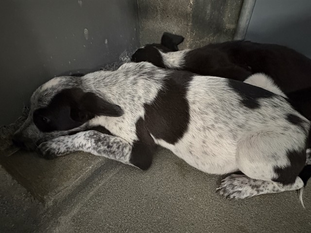 Adoptable Dog
