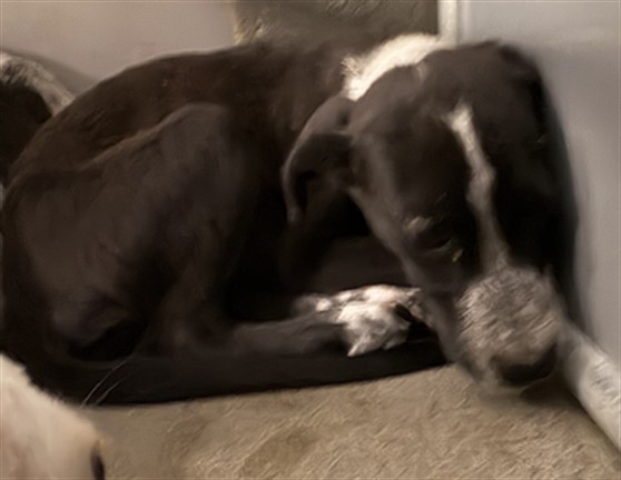 Adoptable Dog