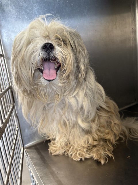Adoptable Dog
