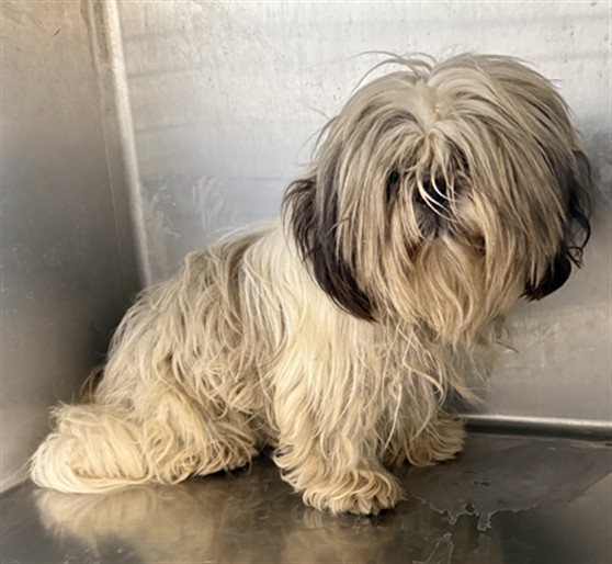 Adoptable Dog