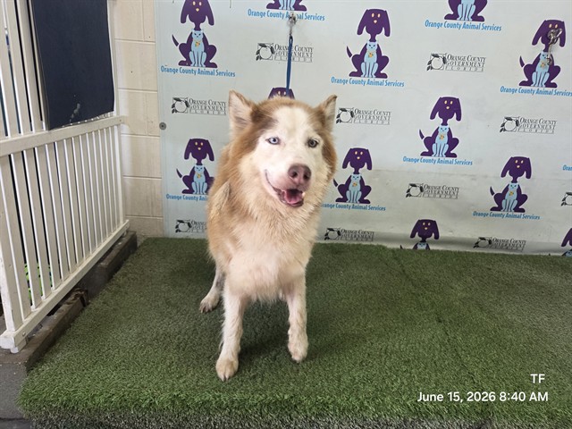 *Diggie