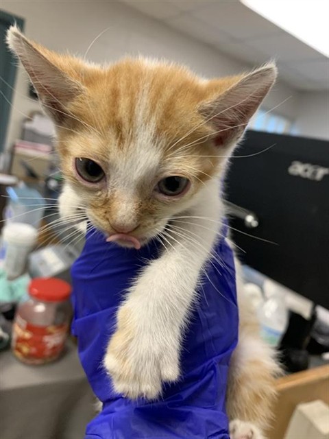 Adoptable Cat