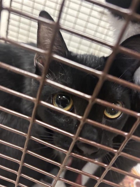 Adoptable Cat