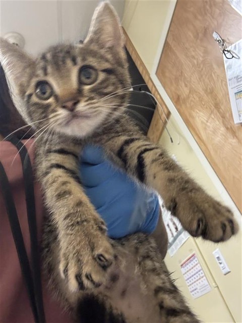 Adoptable Cat