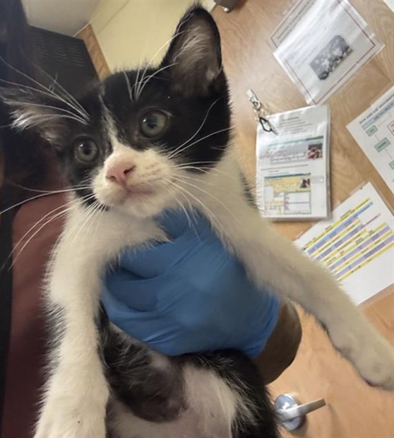 Adoptable Cat