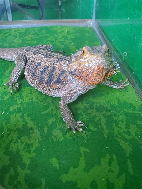 Spike