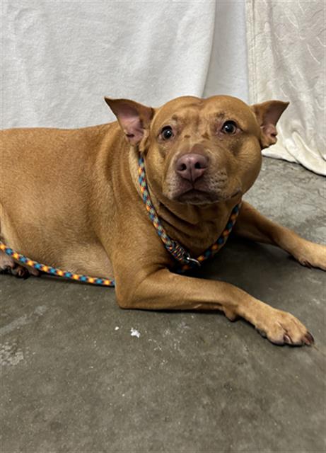 Adoptable Dog
