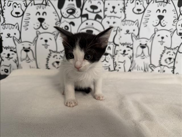 Sprout