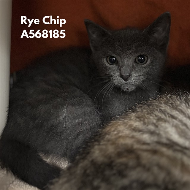Rye Chip