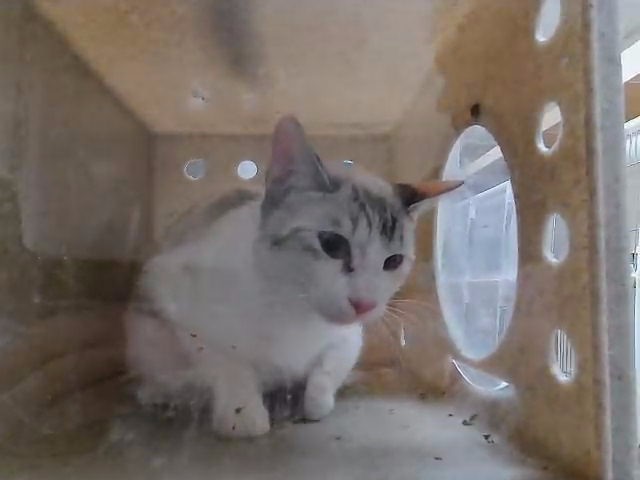 Adoptable Cat
