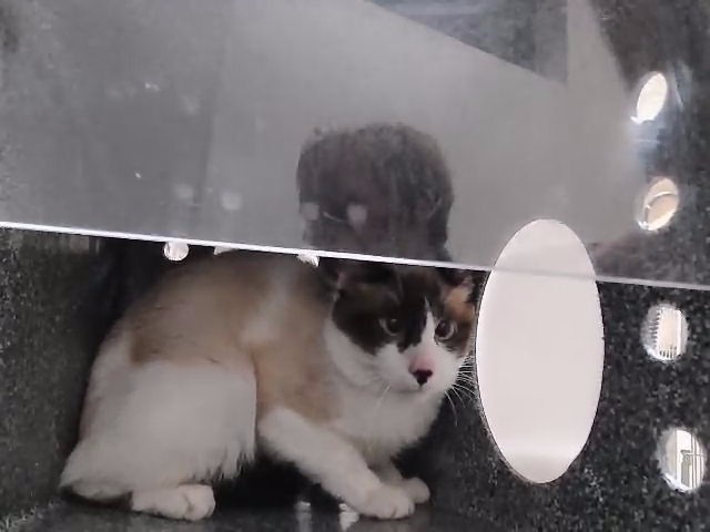 Adoptable Cat