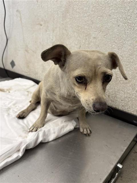 Adoptable Dog