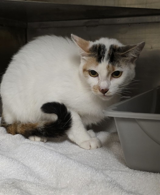Adoptable Cat