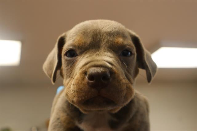 Duke