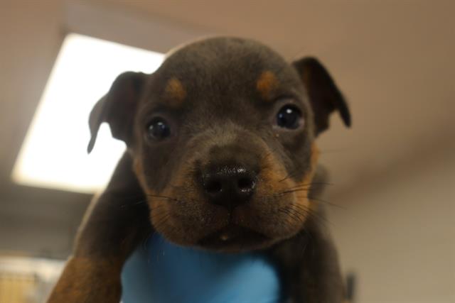 Axel