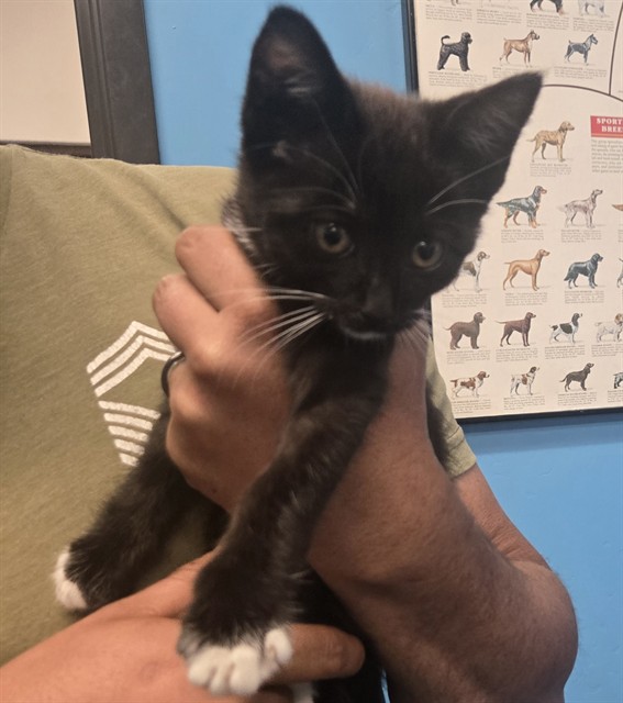 Adoptable Cat